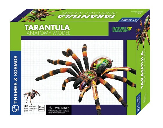Tarantula Anatomy Model