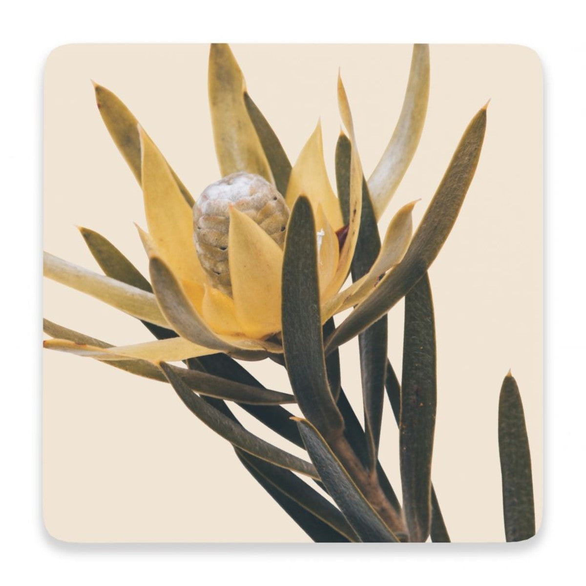 Natural Coaster