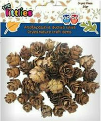 Dryed Pine Cones