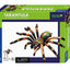 Tarantula Anatomy Model