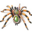 Tarantula Anatomy Model