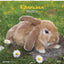 Rabbits 2026 Wall Calendar 30x30 cm