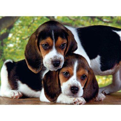Puzzle 500 puppies close together
