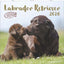 Alpha Edition Labrador Retriever 2026 Wall Calendar