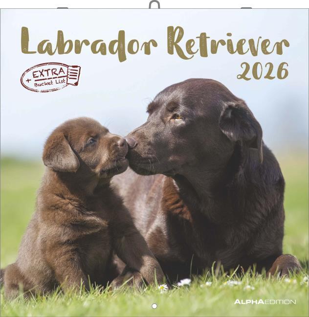 Alpha Edition Labrador Retriever 2026 Wall Calendar