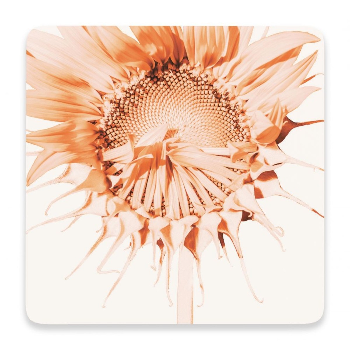 Sunflower Coaster
