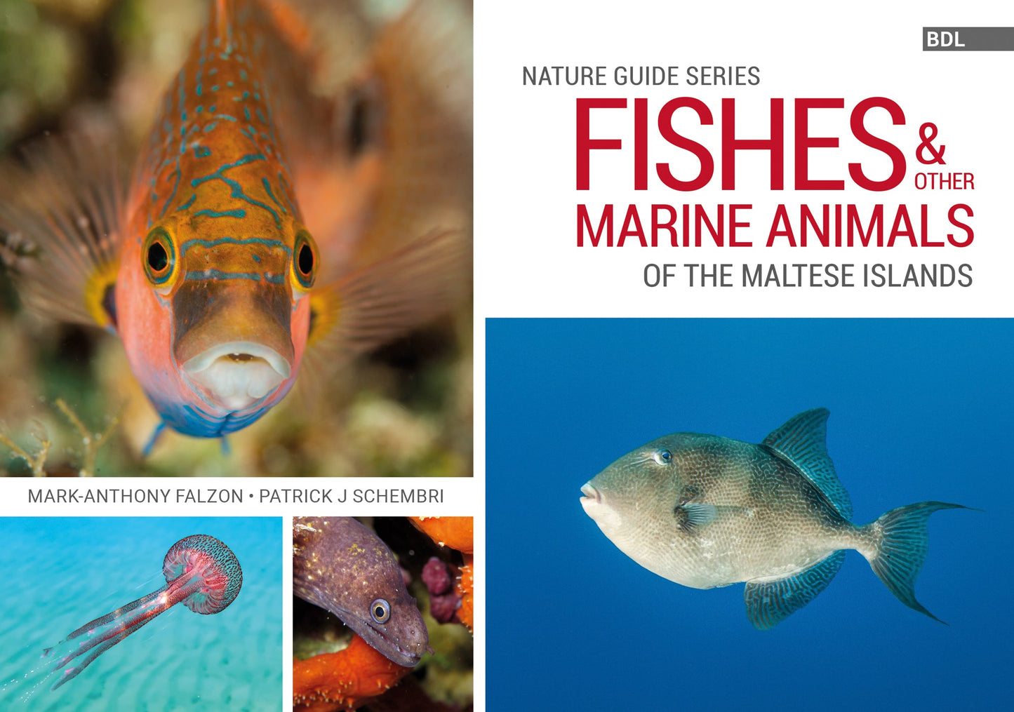 Fishes & Other Marine Animals