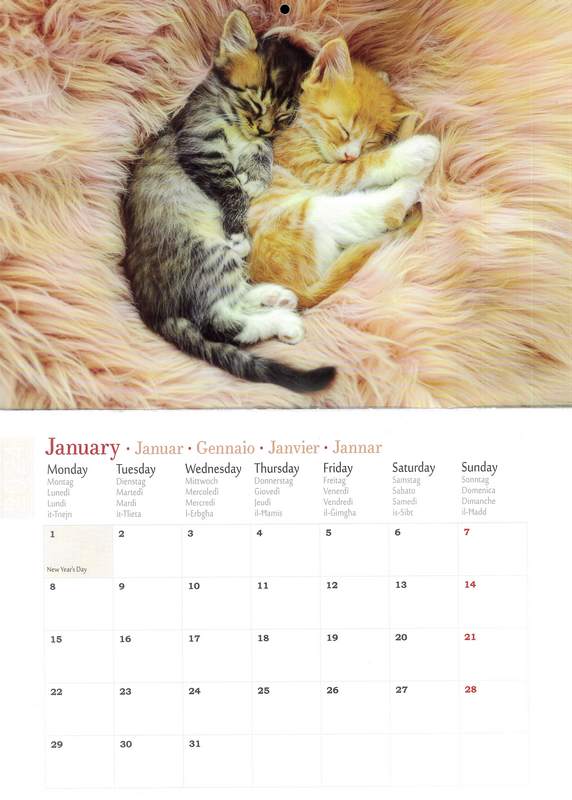 Malta Cats 2026 A4 Calendar Eduline Malta