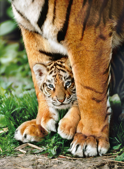 Puzzle - Bengal Tiger Cub X500Pcs