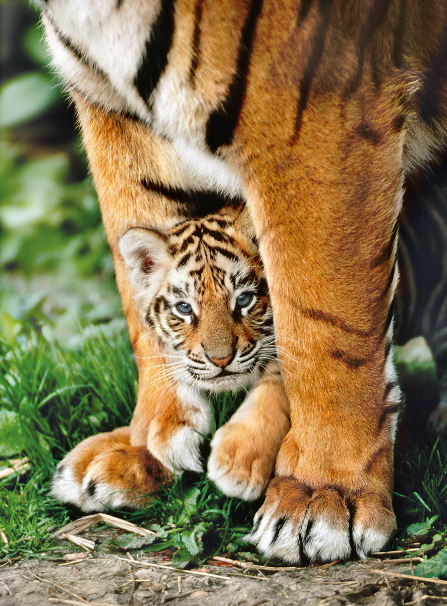 Puzzle - Bengal Tiger Cub X500Pcs