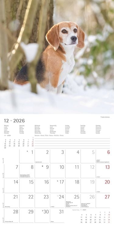 Alpha Edition Dogs  2026 Calendar 30x30 cm