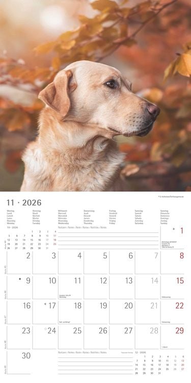 Alpha Edition Labrador Retriever 2026 Wall Calendar