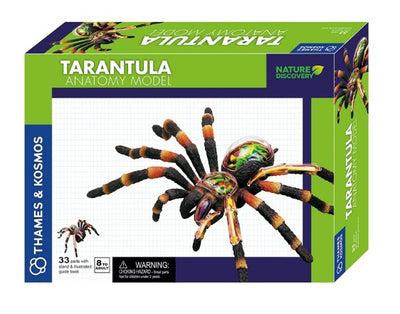 Tarantula Anatomy Model