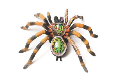 Tarantula Anatomy Model