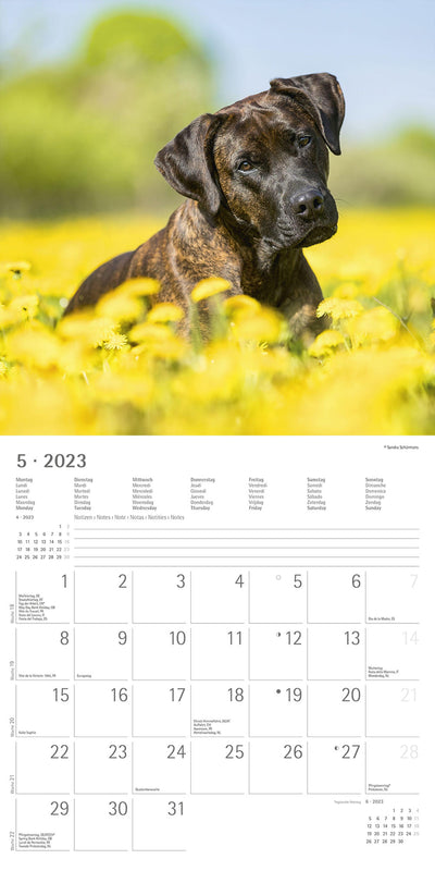 Alpha Edition 2023 Calendar - Dogs