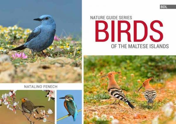 Birds Of The Maltese Islands