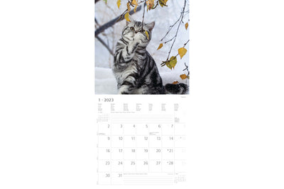 Alpha Edition 2023 Calendar - Cats