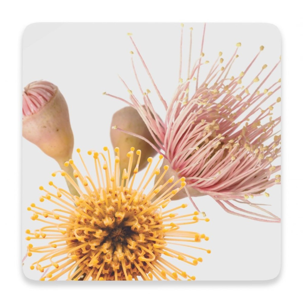 Native Bloom Coaster